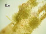 Myriactula stellulata2